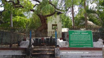 Sri Marundeeswarar Temple-Tiruvanmaiyur